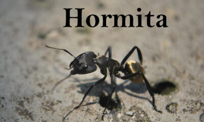 Hormita