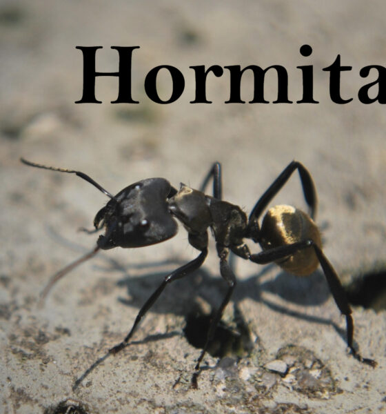 Hormita