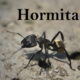 Hormita