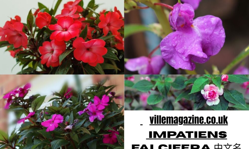 Impatiens falcifera 中文名