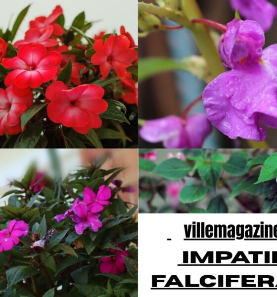 Impatiens falcifera 中文名