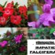 Impatiens falcifera 中文名