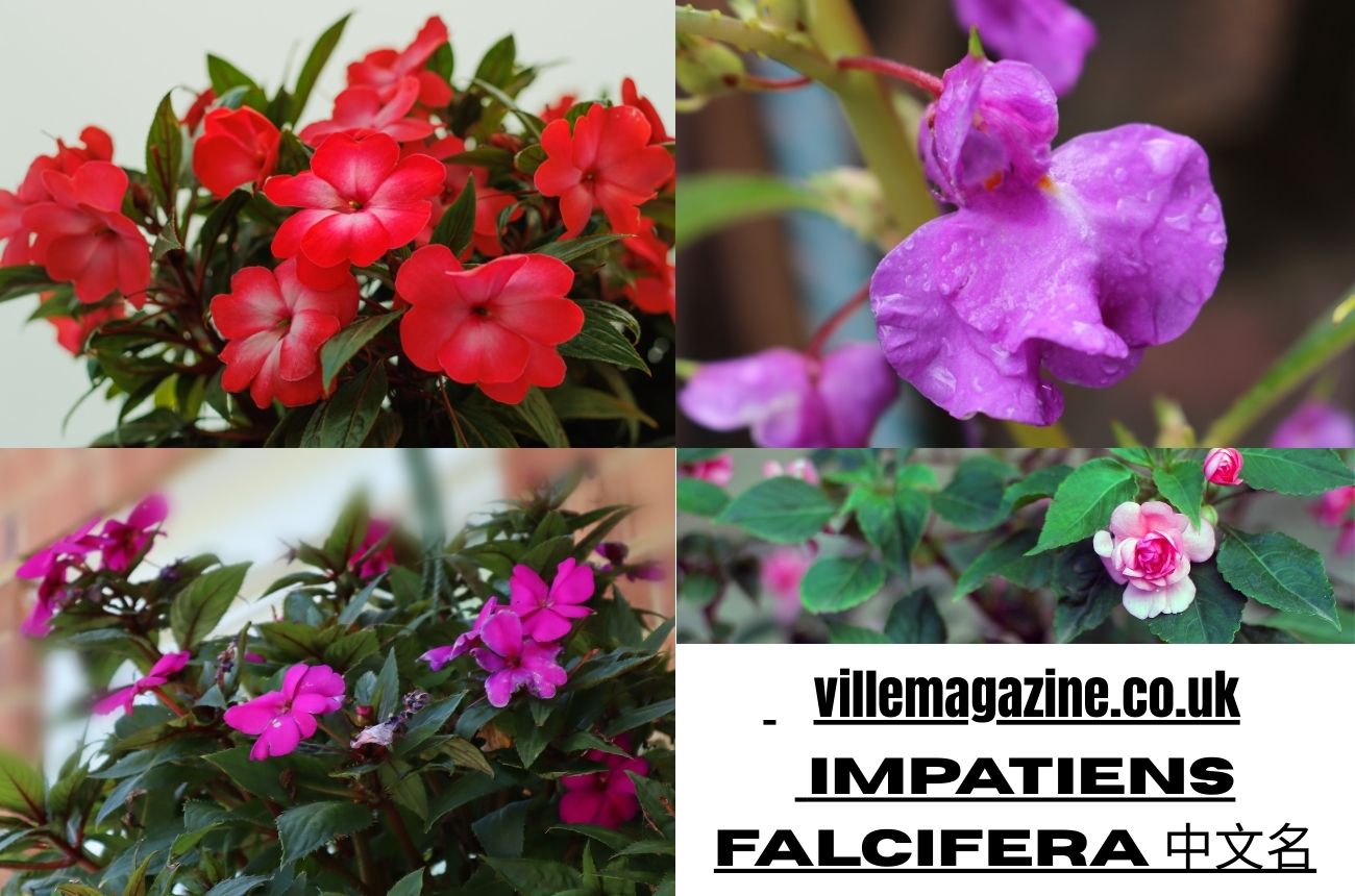 Impatiens falcifera 中文名