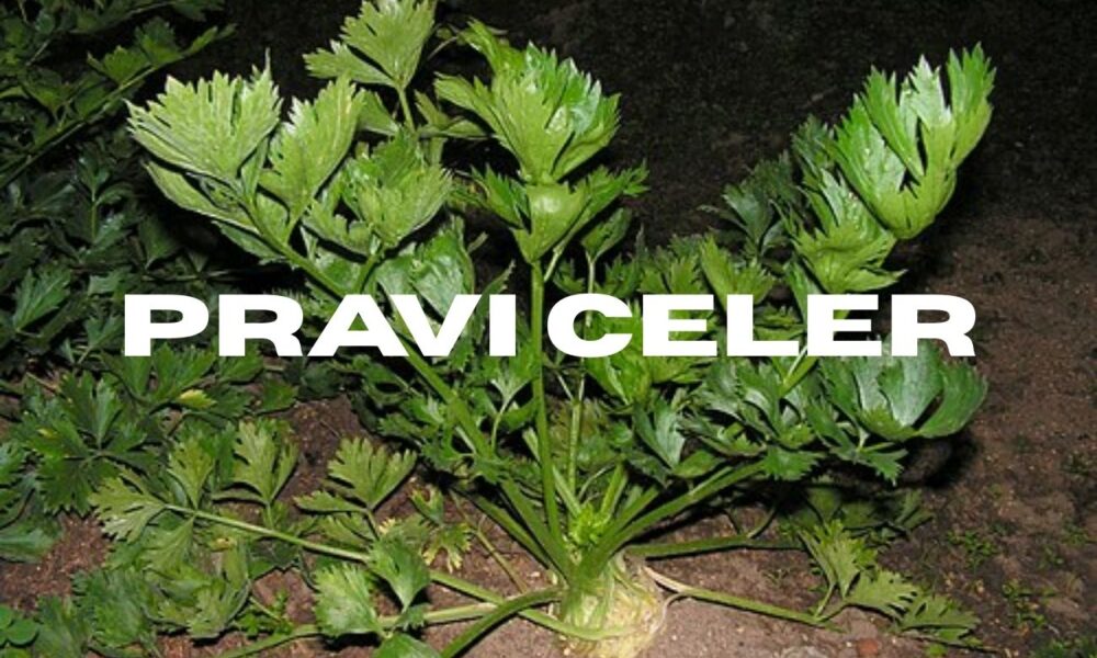 Pravi Celer