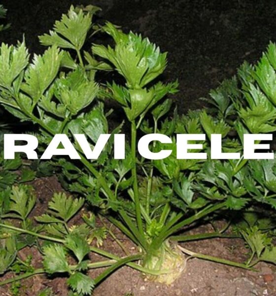 Pravi Celer