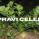 Pravi Celer