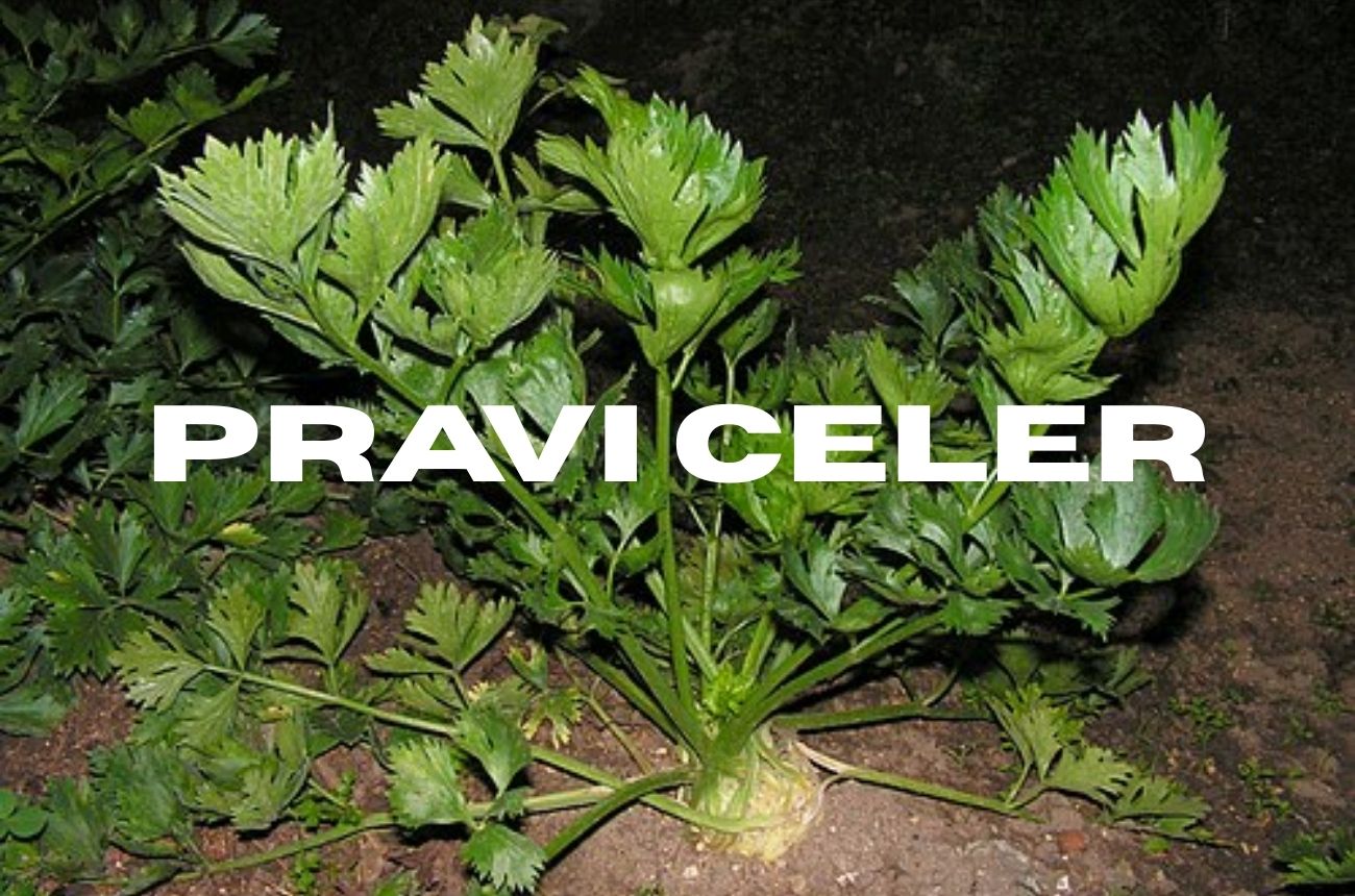Pravi Celer
